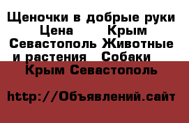 Щеночки в добрые руки › Цена ­ 1 - Крым, Севастополь Животные и растения » Собаки   . Крым,Севастополь